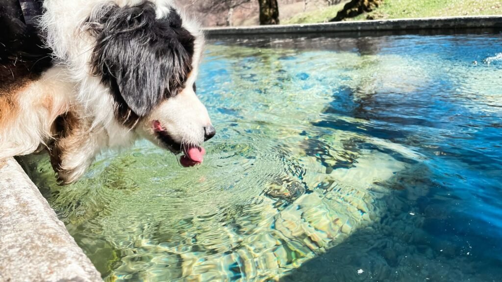 Perro bebiendo agua durante un paseo caluroso