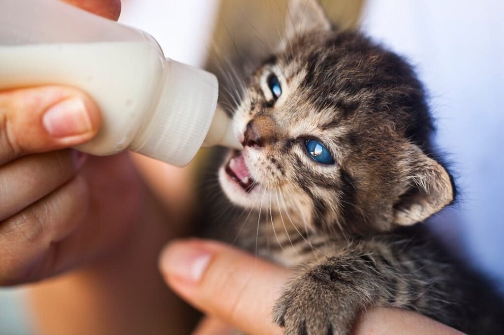 persona alimentando con biberón a un gatito recién nacido con fórmula especializada