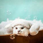 Gato tranquilo siendo bañado en casa con agua templada.