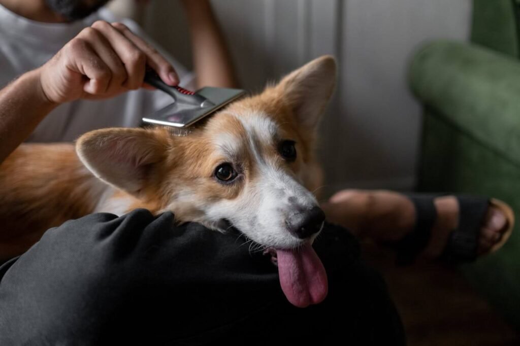 Cepillado de un perro antes del baño para eliminar enredos