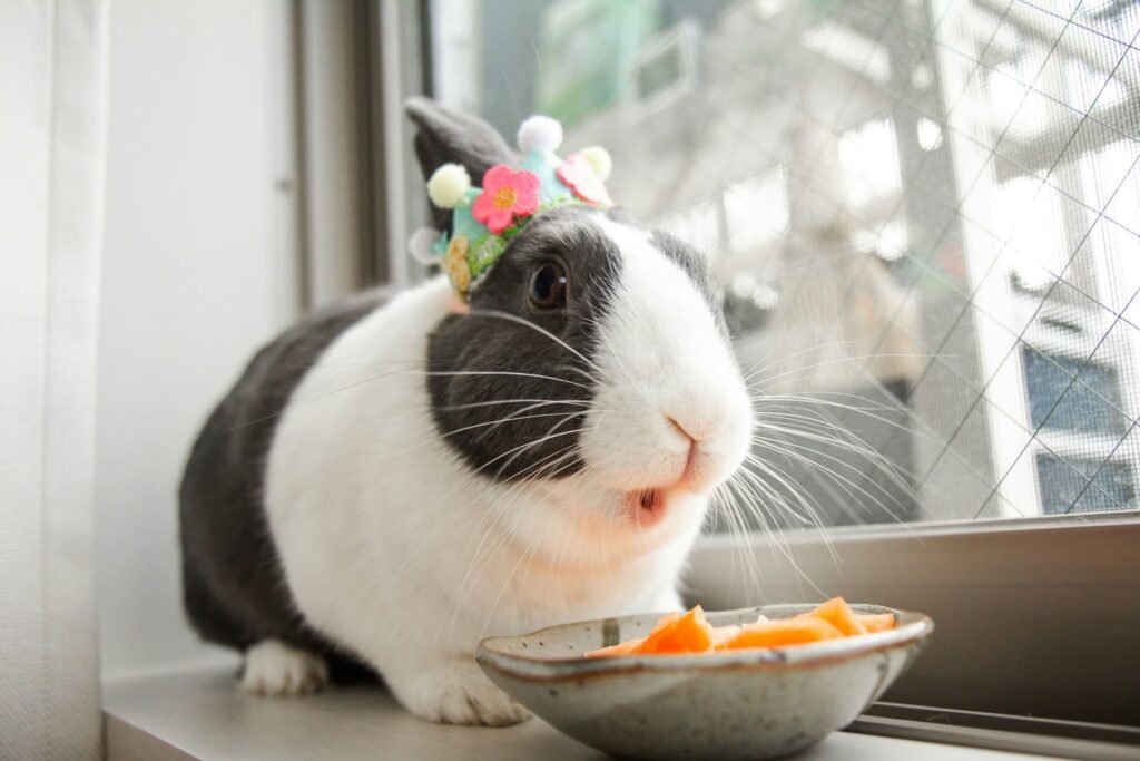 Conejo comiendo heno y verduras, alimentación saludable