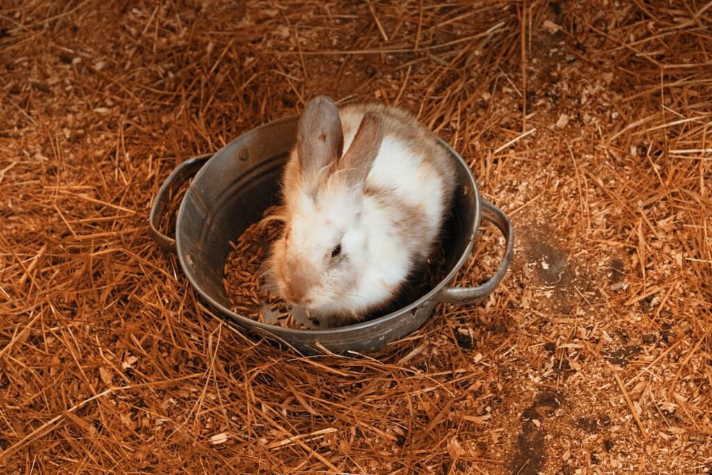 Conejo comiendo pienso en un cuenco de metal