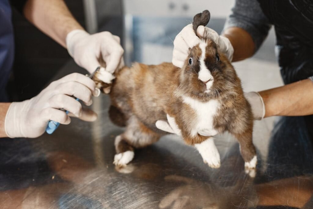 Revisión veterinaria a un conejo para mantener su salud