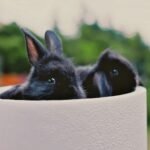 Conejos negros siendo adoptados