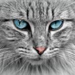 curiosidades que no sabias de los gatos