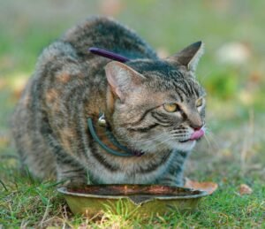 Gato bebiendo agua fresca para mantenerse hidratado