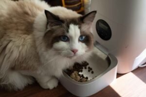 Gato comiendo comida saludable con buena nutrición