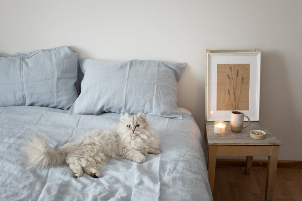Gato de pelo largo tranquilo sobre una manta en casa