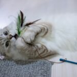 Gato estimulando su mente con un juguete interactivo