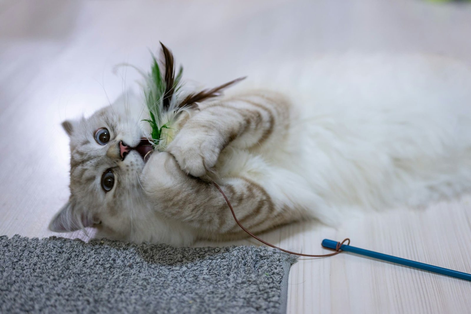Gato estimulando su mente con un juguete interactivo
