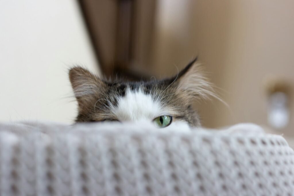 Gato jugango al escondite con su dueño