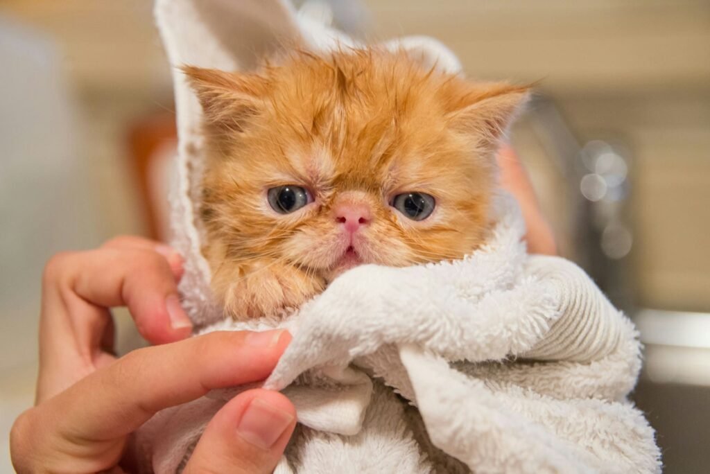 Secado de un gato con toalla después del baño.