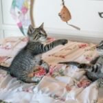 Gatos jugando con una caña de pescar
