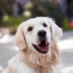 Golden Retriever con pelaje dorado brillante posando al aire libre, mostrando su carácter amigable y su elegancia típica de la raza.