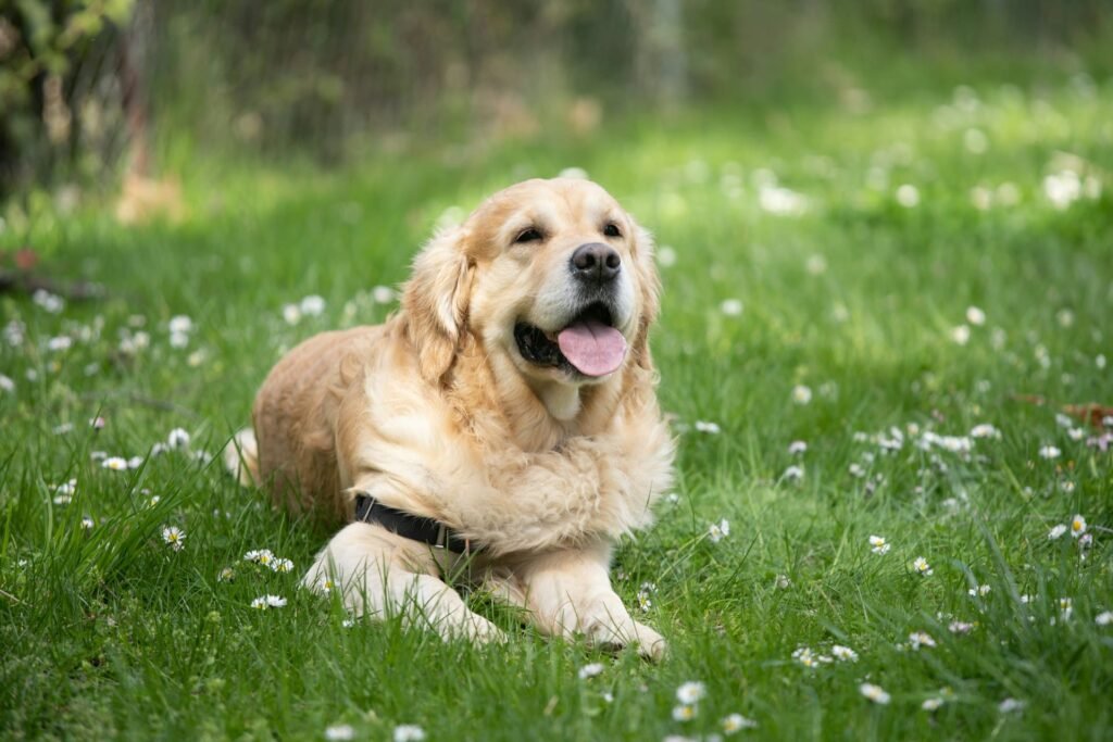 Golden Retriever corriendo al aire libre feliz