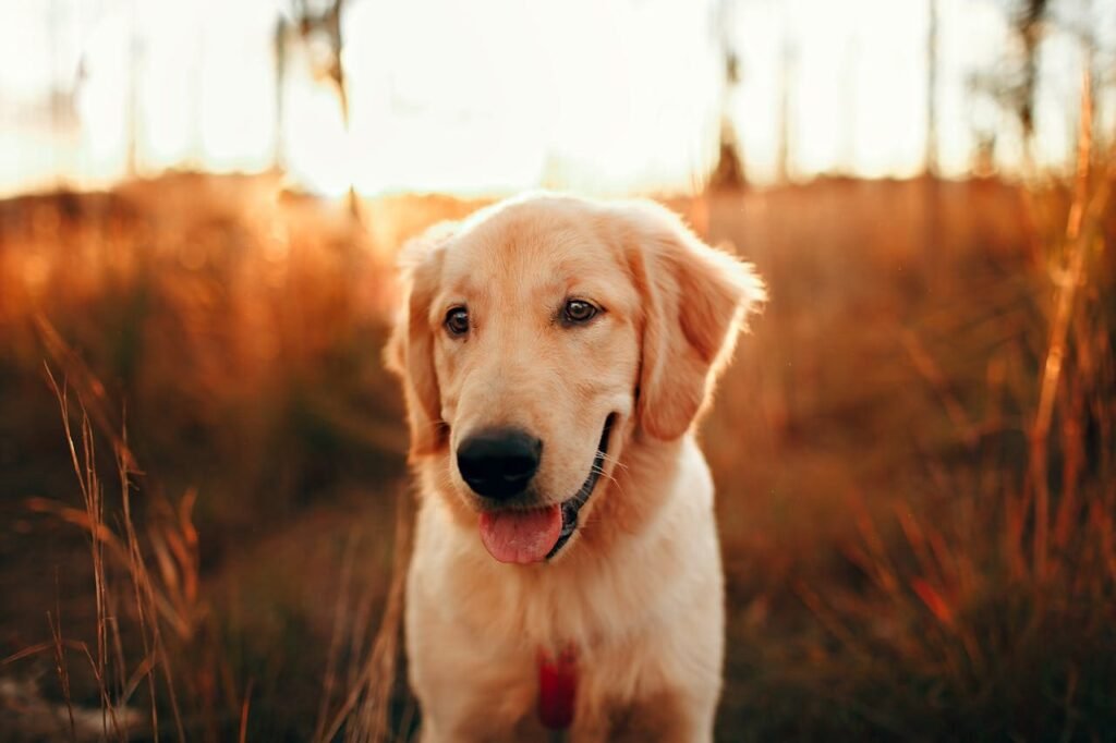 Golden Retriever con pelaje brillante y saludable