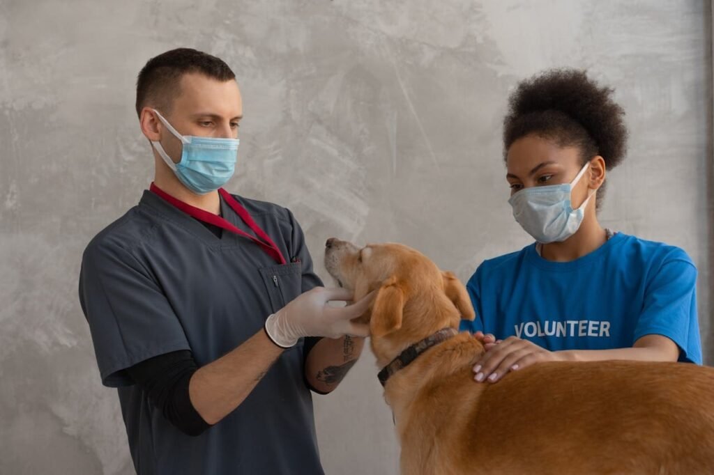Revisión veterinaria de un Golden Retriever