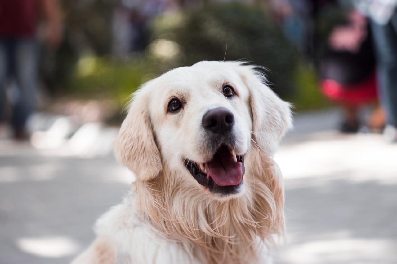 Golden Retriever con pelaje dorado brillante posando al aire libre, mostrando su carácter amigable y su elegancia típica de la raza.