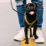 Perro feliz paseando al aire libre con su dueño