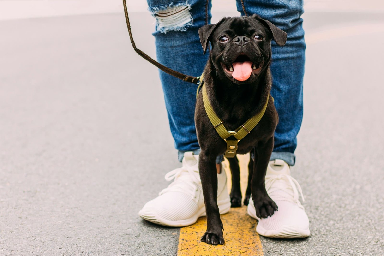 Perro feliz paseando al aire libre con su dueño