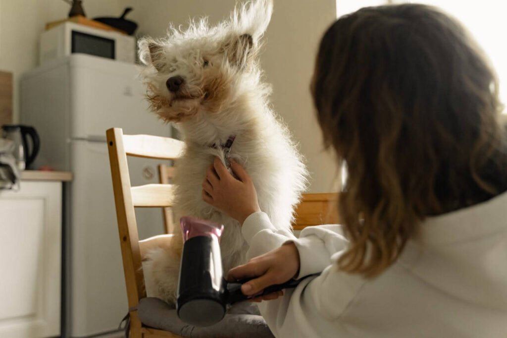 Perro siendo secado con una toalla después del baño en casa
