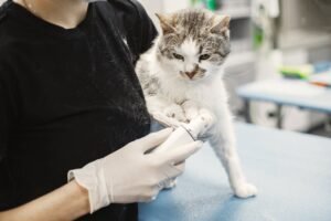 veterinario revisando a un gatito recién nacido en una clínica